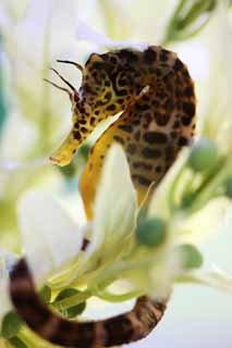 fotografia, materiale, libero il panorama, dipinga, fotografia di scorta,Sea Horse, , , , 