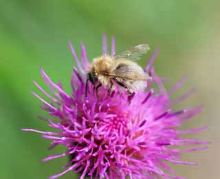 Foto, materieel, vrij, landschap, schilderstuk, bevoorraden foto,Thistle voor bijen., , , , 