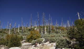 foto,tela,gratis,paisaje,fotografa,idea,Reproduccin de bosque que se quema y est exhausto, rbol, Incendio forestal, Bosque, 