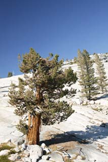 photo, la matire, libre, amnage, dcrivez, photo de la rserve,Les arbres d'Iwagami, conifre, Granite, fort, pierre