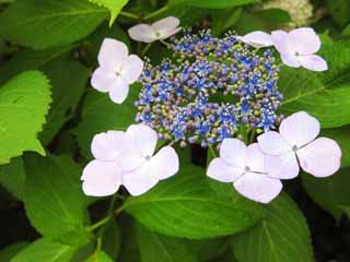 Foto, materiell, befreit, Landschaft, Bild, hat Foto auf Lager,Hydrangea macrophylla, , , , 