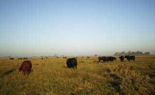 fotografia, material, livra, ajardine, imagine, proveja fotografia,Cidade natal de carne de boi americana, fazenda, vaca, Grass, 