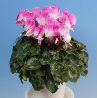 Foto, materieel, vrij, landschap, schilderstuk, bevoorraden foto,Rose cyclamen, Cyclamen, Kroonblad, Vel, Potplant