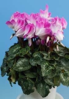 Foto, materiell, befreit, Landschaft, Bild, hat Foto auf Lager,Rosa Alpenveilchen, Alpenveilchen, Bltenblatt, Blatt, Topfpflanze