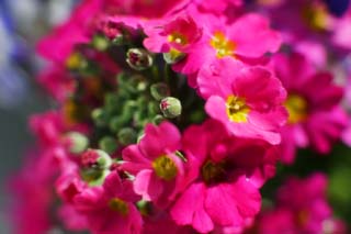 Foto, materiell, befreit, Landschaft, Bild, hat Foto auf Lager,Rosa kleine Blume, Rosa, Bltenblatt, Knospe, Topfpflanze