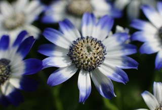 , , , , ,  ., cineraria., cineraria, , indigo , potted 