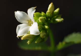 Foto, materiell, befreit, Landschaft, Bild, hat Foto auf Lager,Weier kalanchoe, kalanchoe, Wei, Knospe, Topfpflanze