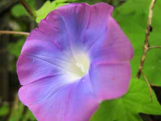 Foto, materiell, befreit, Landschaft, Bild, hat Foto auf Lager,Morning Glory, , , , 