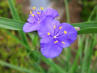 Foto, materieel, vrij, landschap, schilderstuk, bevoorraden foto,Asiatic Dayflower, , , , 