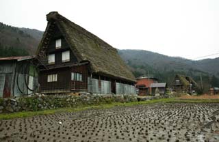 Foto, materiell, befreit, Landschaft, Bild, hat Foto auf Lager,Es ist ein Verbinden seiner Hnde in Gebet, das im Reisfeld macht. , Architektur mit Hauptperson ridgepole, Das Decken mit Stroh, privates Haus, lndliche Landschaft