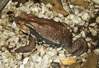 Foto, materieel, vrij, landschap, schilderstuk, bevoorraden foto,Gama toad, , , , 