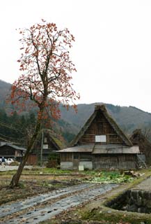 photo,material,free,landscape,picture,stock photo,Creative Commons,Tree and private house of persimmon, Architecture with principal ridgepole, Thatching, private house, Japanese persimmon