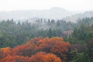 photo,material,free,landscape,picture,stock photo,Creative Commons,Forest in Asaka, Maple, Colored leaves, tree, The forest