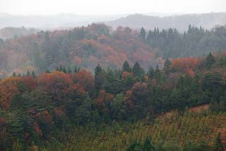 photo,material,free,landscape,picture,stock photo,Creative Commons,Forest in Asaka, Maple, Colored leaves, tree, The forest