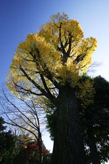 photo,material,free,landscape,picture,stock photo,Creative Commons,Autumn of maidenhair tree, Colored leaves, ginkgo, Fallen leaves, 