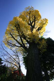 fotografia, materiale, libero il panorama, dipinga, fotografia di scorta,Autunno di albero di maidenhair, Foglie colorate, ginkgo, Foglie cadute, 