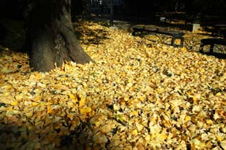 photo,material,free,landscape,picture,stock photo,Creative Commons,Dance of fallen leaf, The ground, ginkgo, Fallen leaves, 