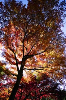 Foto, materieel, vrij, landschap, schilderstuk, bevoorraden foto,Aankomende herfst, Kleurig verloven, Ahorn, Gevallene verloven, Rood