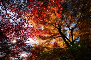 fotografia, materiale, libero il panorama, dipinga, fotografia di scorta,Autunno in erba, Foglie colorate, Acero, Foglie cadute, Rosso