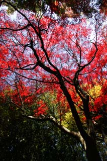 fotografia, materiale, libero il panorama, dipinga, fotografia di scorta,Autunno in erba, Foglie colorate, Acero, Foglie cadute, Rosso