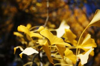 photo, la matire, libre, amnage, dcrivez, photo de la rserve,Automne d'arbre du maidenhair, Feuilles colores, ginkgo, branche, 