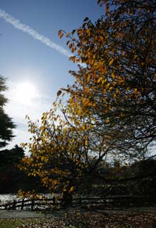 Foto, materieel, vrij, landschap, schilderstuk, bevoorraden foto,Herfst van de kers ontwikkelt, Kleurig verloven, Vel van de kers boom, Gevallene verloven, Kers boom