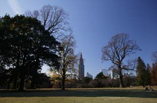 Foto, materiell, befreit, Landschaft, Bild, hat Foto auf Lager,Ein Hochhaus und ein Park, Hochhaus, Shinjuku entwickelte neu Stadtzentrum, Abgefallene Bltter, Baum