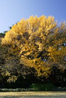 Foto, materiell, befreit, Landschaft, Bild, hat Foto auf Lager,Herbst eines ginkgo, Frbte Bltter, ginkgo, Abgefallene Bltter, 