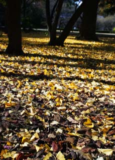 Foto, materiell, befreit, Landschaft, Bild, hat Foto auf Lager,Ein Tanz toter Bltter, Der Boden, ginkgo, Abgefallene Bltter, 