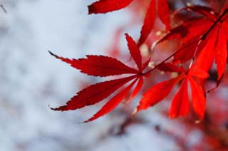 foto,tela,gratis,paisaje,fotografa,idea,La hoja de Autum es el rojo honda, Permisos de color, Arce, Hojas cadas, rbol