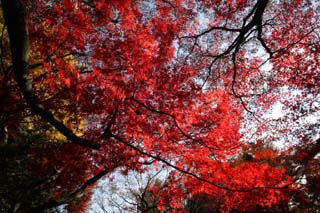 fotografia, materiale, libero il panorama, dipinga, fotografia di scorta,La foglia di Autum  profonda rosso, Foglie colorate, Acero, Foglie cadute, albero