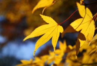 foto,tela,gratis,paisaje,fotografa,idea,La hoja de Autum es amarilla, Permisos de color, Arce, Hojas cadas, rbol