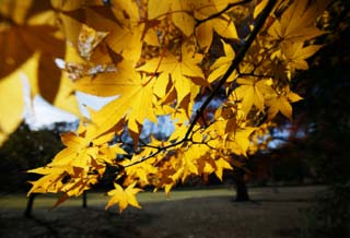 Foto, materiell, befreit, Landschaft, Bild, hat Foto auf Lager,Autum-Blatt ist gelb, Frbte Bltter, Ahorn, Abgefallene Bltter, Baum