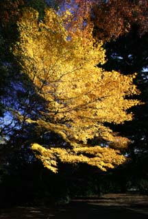 fotografia, materiale, libero il panorama, dipinga, fotografia di scorta,La foglia di Autum  gialla, Foglie colorate, Acero, Foglie cadute, albero