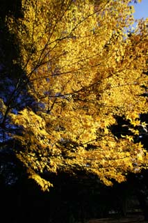 photo,material,free,landscape,picture,stock photo,Creative Commons,Autum leaf is yellow, Colored leaves, Maple, Fallen leaves, tree