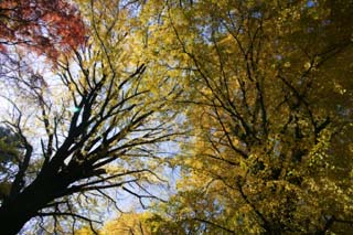 fotografia, material, livra, ajardine, imagine, proveja fotografia,Outono de um ginkgo que se fica vermelho e amarelo, Folhas coloridas, Bordo, Folhas cadas, rvore