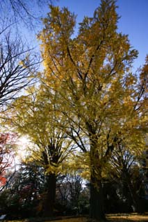 , , , , ,  ., ginkgo turning   .,  , Maple,  , 