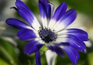 photo, la matire, libre, amnage, dcrivez, photo de la rserve,Une cinraire bleue, cinraire, Bleu, plante indigo, plante en pot