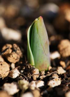 fotografia, materiale, libero il panorama, dipinga, fotografia di scorta,Il germoglio di un tulipano, , gemma, Suolo, pianta messa in vaso