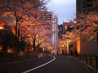 Foto, materiell, befreit, Landschaft, Bild, hat Foto auf Lager,Roppongi Sakura-zaka, , , , 