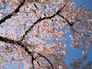 photo,material,free,landscape,picture,stock photo,Creative Commons,Cherry Blossom, , , , 