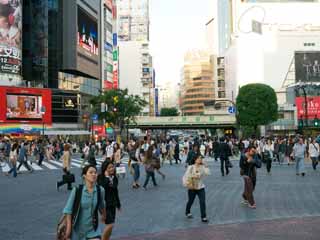 fotografia, materiale, libero il panorama, dipinga, fotografia di scorta,Shibuya intersezione strapazzate, , , , 