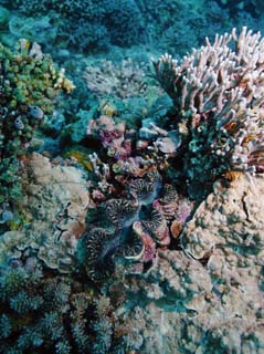 fotografia, material, livra, ajardine, imagine, proveja fotografia,Um lbio de um molusco de molusco gigantesco, companheiro de molusco gigantesco, Coral, , fotografia subaqutica