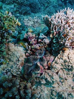 photo,material,free,landscape,picture,stock photo,Creative Commons,A lip of a giant clam shellfish, giant clam fellow, Coral, , underwater photograph