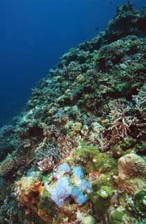 photo,material,free,landscape,picture,stock photo,Creative Commons,The sea of a coral reef, fish, Coral, , underwater photograph