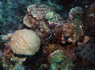 fotografia, materiale, libero il panorama, dipinga, fotografia di scorta,Pesce tropicale, Pesce tropicale, Corallo, , fotografia subacquea