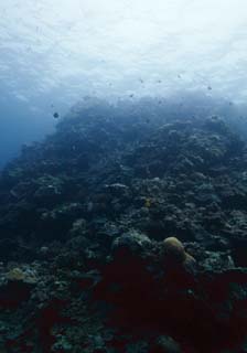 fotografia, material, livra, ajardine, imagine, proveja fotografia,O mar de um recife de coral, companheiro de molusco gigantesco, Coral, , fotografia subaqutica