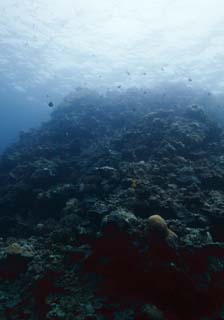 foto,tela,gratis,paisaje,fotografa,idea,El martimo de un arrecife de coral, Tipo de almeja gigante, Coral, , Fotografa submarina