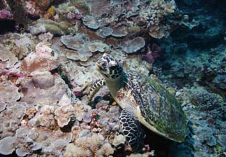 Foto, materieel, vrij, landschap, schilderstuk, bevoorraden foto,Het ontwaken van een zee turtle, Seturtle, , , Koraal