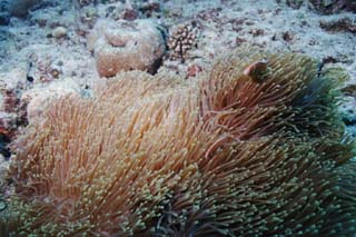 foto,tela,gratis,paisaje,fotografa,idea,Una llanura cubierta de hierba de una anmona de mar, Peces de anmona, Nimmo, , Fotografa submarina